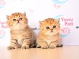 Muhteşem bebekler golden british shorthair