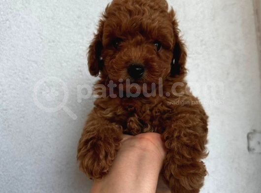 Mükemmel Güzelli̇kte Poodle Bebekler görsel
