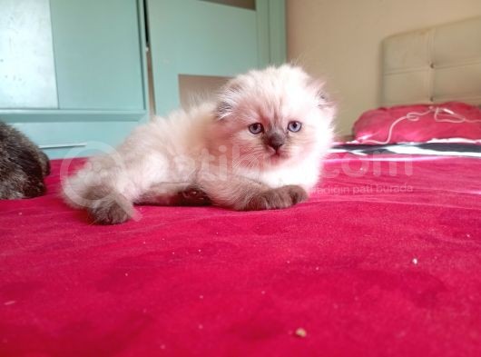 Tatlış Kedicikler