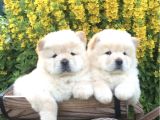 Üst Kalite Chow Chow Yavruları