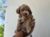 Kahve Beyaz Maltipoo Kızım