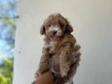 Kahve beyaz maltipoo kızım