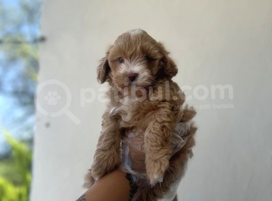 Kahve Beyaz Maltipoo Kızım
