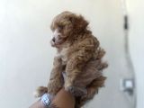 Kahve Beyaz Maltipoo Kızım