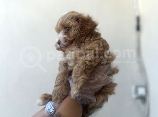 Kahve Beyaz Maltipoo Kızım görsel