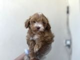 Kahve Beyaz Maltipoo Kızım
