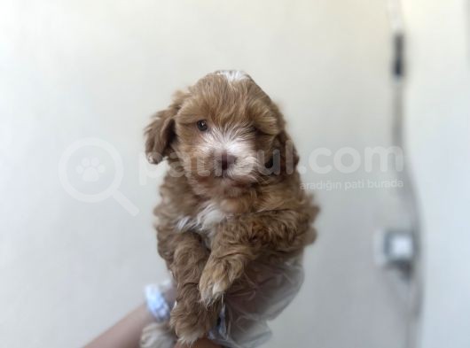 Kahve Beyaz Maltipoo Kızım görsel