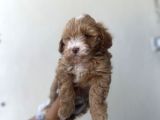 Kahve Beyaz Maltipoo Kızım