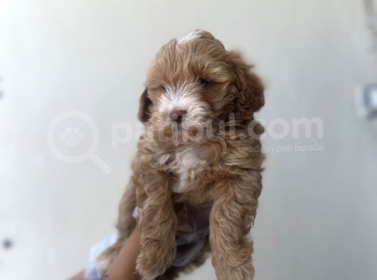 Kahve Beyaz Maltipoo Kızım görsel