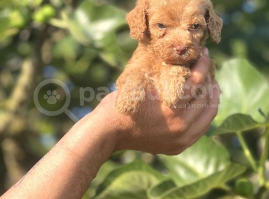 Küçük Poodle Kızım görsel