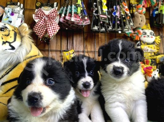 A Clasmanda Border Collie Yavrularımız görsel