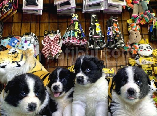A Clasmanda Border Collie Yavrularımız görsel