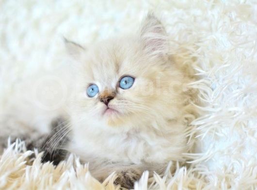 Mas Mavi Gözlü Muhteşem British Longhair Ny1133 görsel
