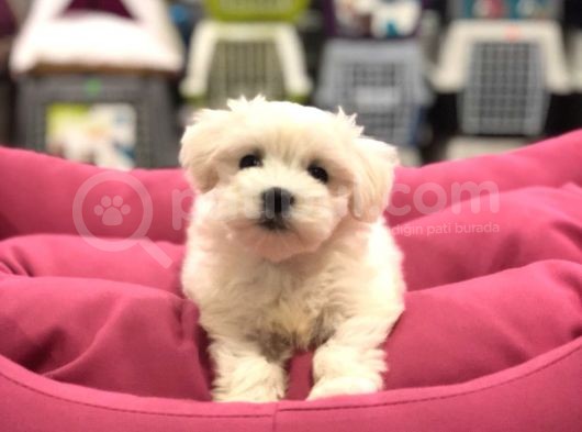 Vonalp Pet Güvencesi̇yle Maltese Terri̇er Yavrularimiz