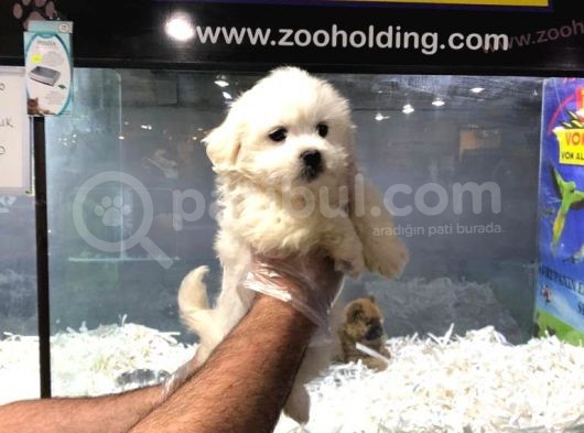 Malti̇poo Yavrulari Vonap Pet Güvencesi̇yle