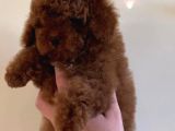VONALP PET GARANTİSİYLE TOY POODLE YAVRULARI