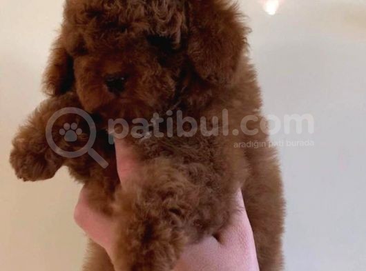 Vonalp Pet Garanti̇si̇yle Toy Poodle Yavrulari