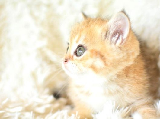 Şampiyon Soyundan Golden Ny11 British Shorthair Yavrumuz görsel