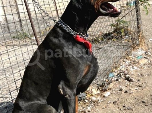 Şampiyon Soydan Doberman Yavrular görsel