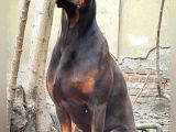 Şampiyon Soydan Doberman Yavrular