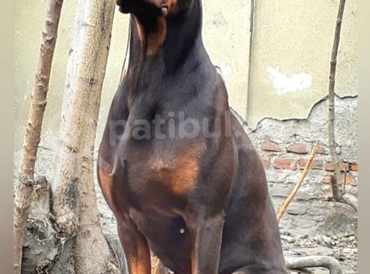 Şampiyon Soydan Doberman Yavrular görsel