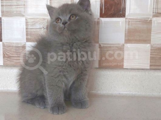 Safkan Bri̇tti̇sh Shorthai̇r görsel