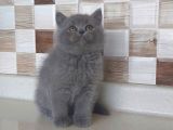 SAFKAN BRİTTİSH SHORTHAİR