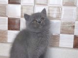 Safkan Bri̇tti̇sh Shorthai̇r