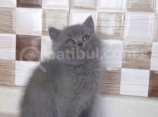 Safkan Bri̇tti̇sh Shorthai̇r görsel