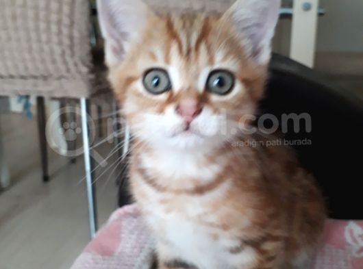 Harika Golden Çocuk British Shorthair görsel
