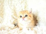 Şampiyon Soyundan Golden Ny11 British Shorthair Yavrumuz