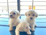 Mini Boy Maltese Terrier