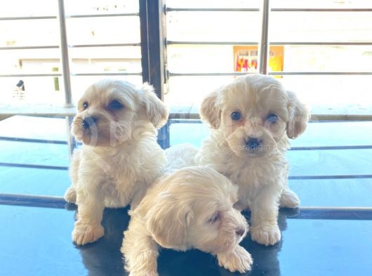 Mini Boy Maltese Terrier görsel