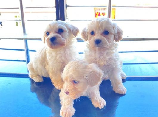 Mini Boy Maltese Terrier
