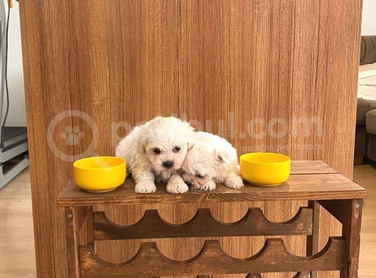 A Kalite Maltese Terrier Yavrularımız görsel