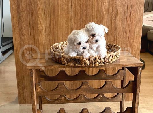 A Kalite Maltese Terrier Yavrularımız görsel