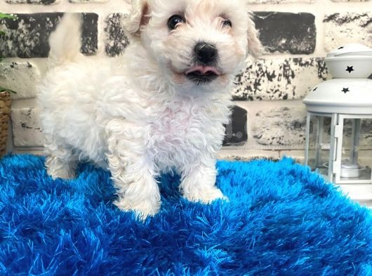Harika Maltipoo Bebekler