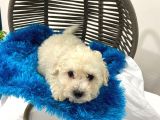 Harika Maltipoo Bebekler