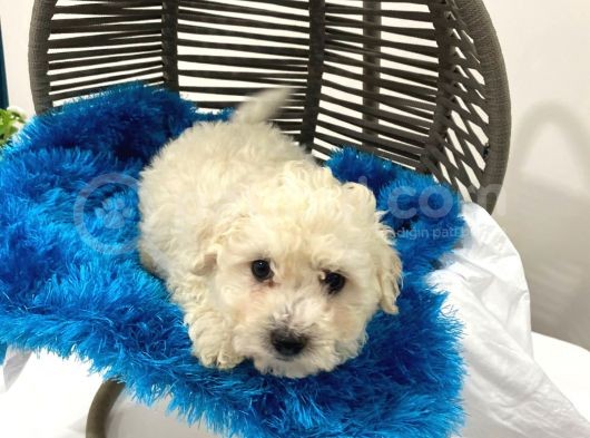 Harika Maltipoo Bebekler görsel
