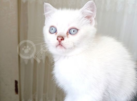 British Shorthair 2000Tl görsel