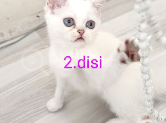 British Shorthair 2000Tl görsel