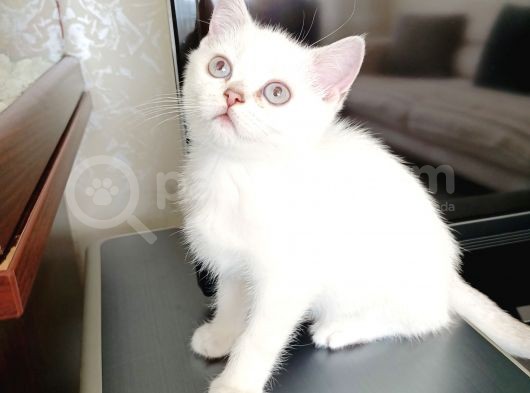 British Shorthair 2000Tl görsel
