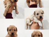 Toy Poodle Küçük Beden Büyük Aşk