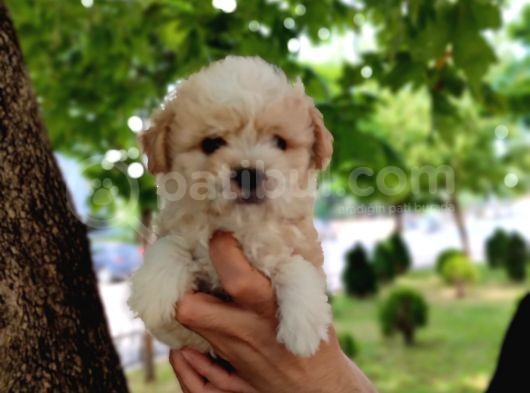 Sütlü Kahve Dişi Ve Erkek F2 Maltipoo Yavrularım görsel