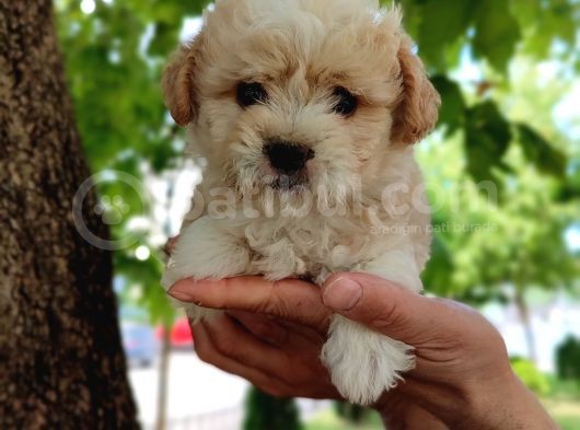 Sütlü Kahve Dişi Ve Erkek F2 Maltipoo Yavrularım