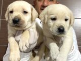 Mükemmel Kalitede Labrador Yavrularımız
