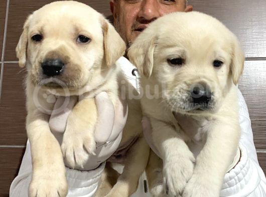 Mükemmel Kalitede Labrador Yavrularımız görsel