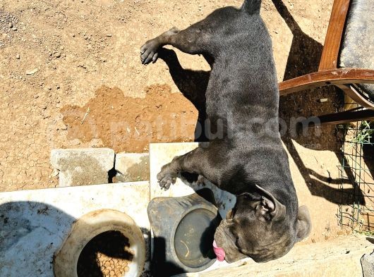 5 Aylık Sadık American Bully görsel