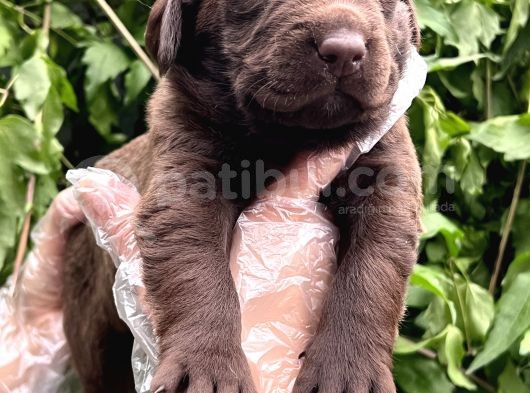 Sevimli Irk Garantili Labrador Retriever Yavrular görsel