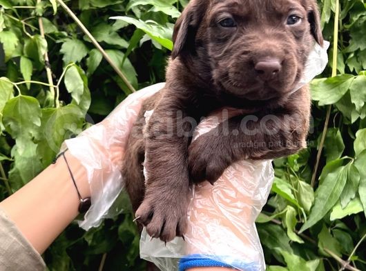 Sevimli Irk Garantili Labrador Retriever Yavrular görsel